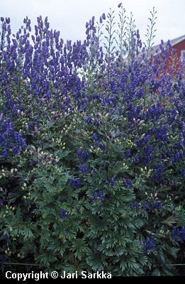 Aconitum x stoerkianum